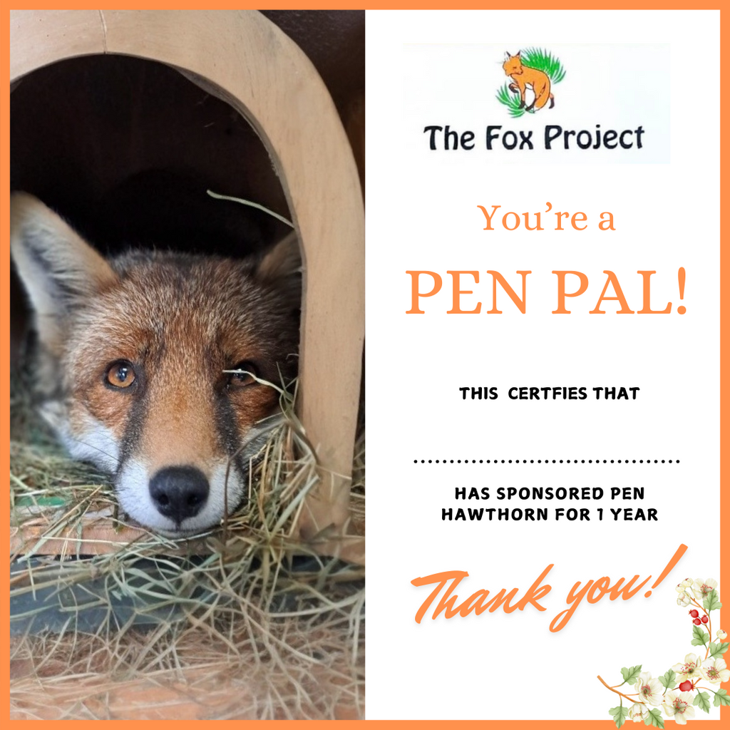 Pen Pal Sponsorship